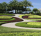 manicured ground plants