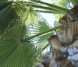 indignenous and exotic